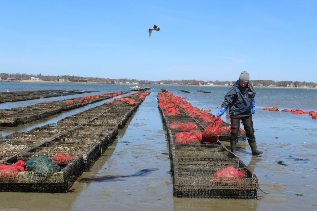 Adventures in Oyster Farming Trends and Tolstoy